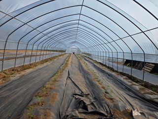 전찬우님의 기타작물 · 영농일지 작성글 사진