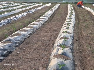 류승원님의 기타작물 · 영농일지 작성글 사진