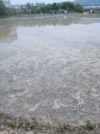  청계유정란 박진균님의 벼 · 영농일지 작성글 사진