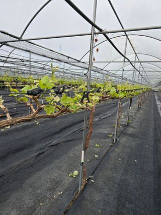 전은식님의 기타작물 · 영농일지 작성글 사진