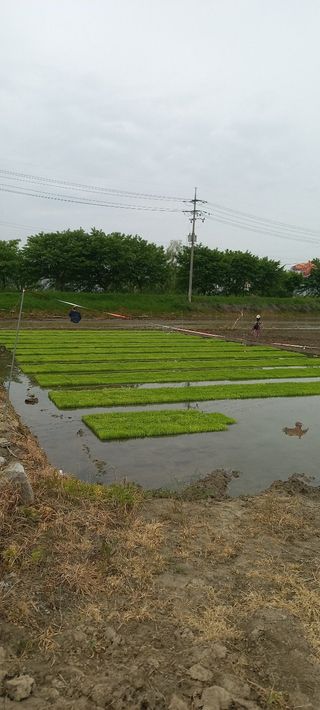 수원농군님의 고구마 · 영농일지 작성글 사진