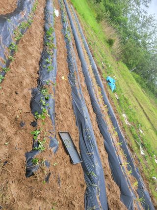 신관영님의 고구마 · 영농일지 작성글 사진