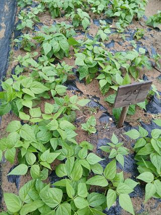 사과18677님의 기타작물 · 영농일지 작성글 사진