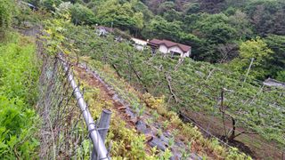 수기님의 양파 · 영농일지 작성글 사진