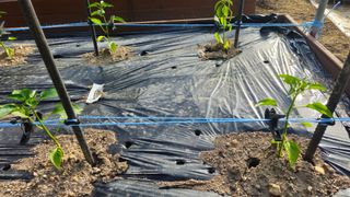 김호열님의 고추 · 영농일지 작성글 사진