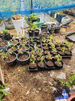 벽창호(죽동농부)님의 블루베리 · 영농일지 작성글 사진