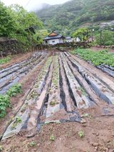 팜모닝 고구마·영농일지 게시글 이미지