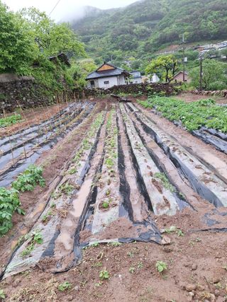 한정술님의 고구마 · 영농일지 작성글 사진