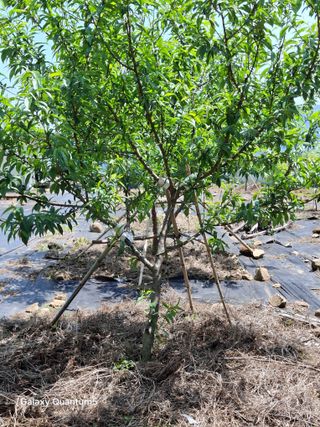 이세순님의 기타작물 · 영농일지 작성글 사진