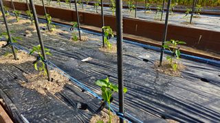 김호열님의 고추 · 영농일지 작성글 사진