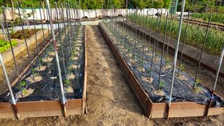 김호열님의 고추 · 영농일지 작성글 사진