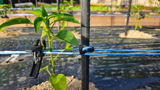 김호열님의 고추 · 영농일지 작성글 사진