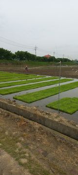 팜모닝 고구마·영농일지 게시글 이미지