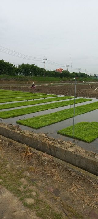 수원농군님의 고구마 · 영농일지 작성글 사진