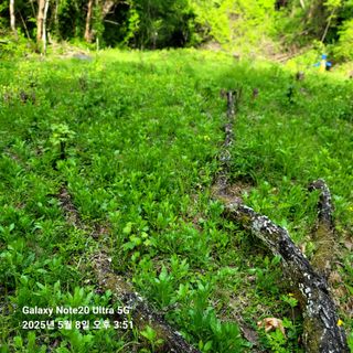 산솔바람님의 두릅 · 영농일지 작성글 사진