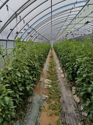 전원수님의 토마토 · 영농일지 작성글 사진