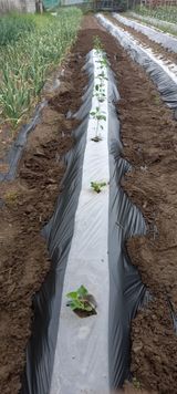 팜모닝 기타작물·영농일지 게시글 이미지