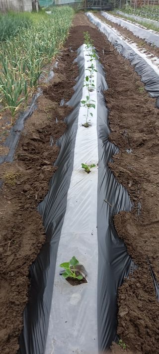 고병길님의 기타작물 · 영농일지 작성글 사진