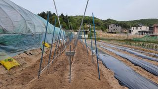 김윤회님의 고구마 · 영농일지 작성글 사진