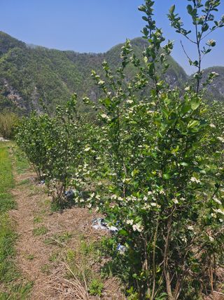 손용재님의 기타작물 · 영농일지 작성글 사진