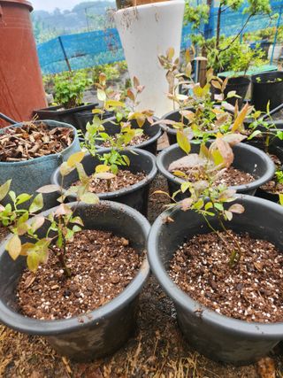 벽창호(죽동농부)님의 블루베리 · 영농일지 작성글 사진