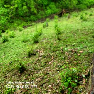 산솔바람님의 두릅 · 영농일지 작성글 사진