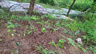 수기님의 기타작물 · 영농일지 작성글 사진