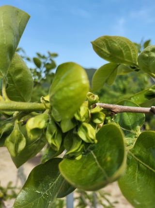손수열님의 감 · 영농일지 작성글 사진