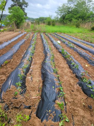 신관영님의 고구마 · 영농일지 작성글 사진