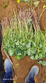 팜모닝 고구마·자유게시판 게시글 이미지