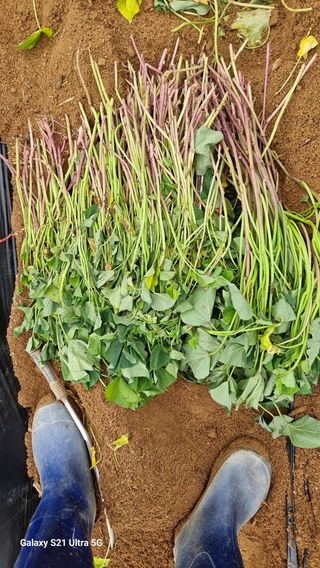 김금순자연산약초님의 고구마 · 자유게시판 작성글 사진