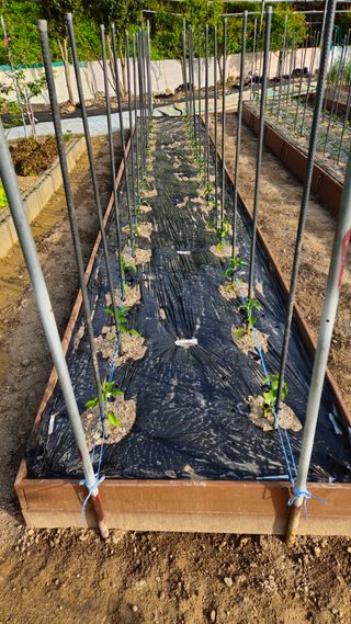 김호열님의 고추 · 영농일지 작성글 사진