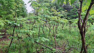 수기님의 기타작물 · 영농일지 작성글 사진