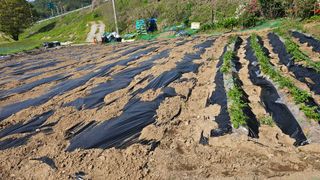 정금기님의 기타작물 · 영농일지 작성글 사진