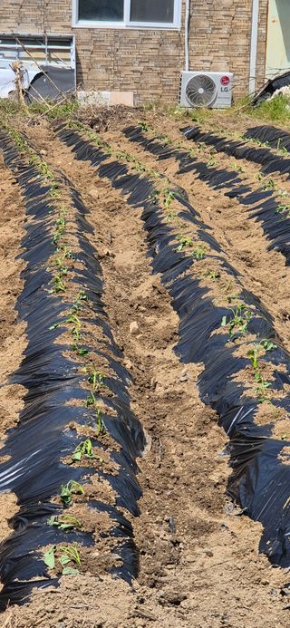 박산하님의 기타작물 · 영농일지 작성글 사진