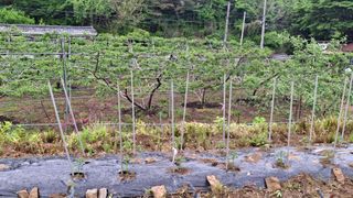 수기님의 양파 · 영농일지 작성글 사진