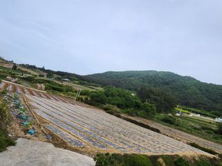 고흥거금도농부님의 호박 · 영농일지 작성글 사진