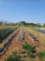 팜모닝 고추·영농일지 게시글 이미지