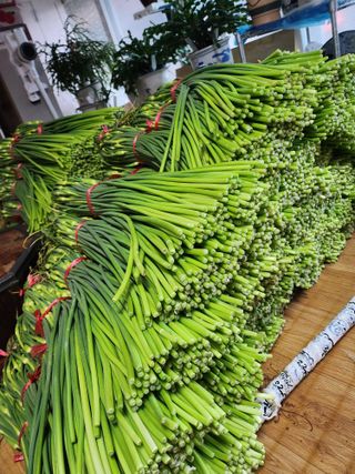 참깨15379님의 마늘 · 영농일지 작성글 사진