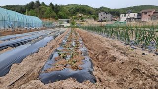 김윤회님의 고구마 · 영농일지 작성글 사진