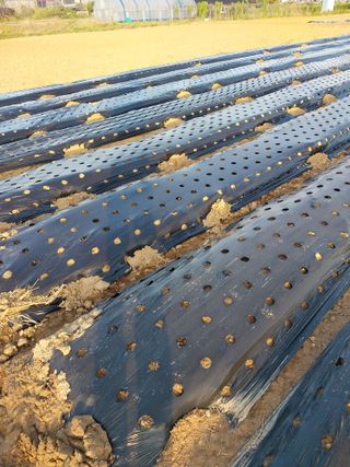 이용주 님의 기타작물 · 영농일지 작성글 사진