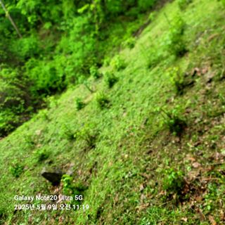 산솔바람님의 두릅 · 영농일지 작성글 사진