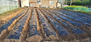 박산하님의 기타작물 · 영농일지 작성글 사진