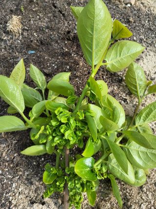 손수열님의 감 · 영농일지 작성글 사진