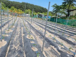 참깨16081님의 기타작물 · 영농일지 작성글 사진