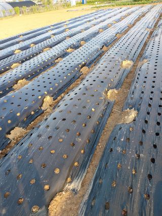 이용주 님의 기타작물 · 영농일지 작성글 사진