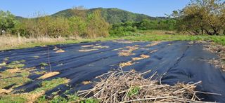 김제선:양평읍회현리님의 기타작물 · 영농일지 작성글 사진