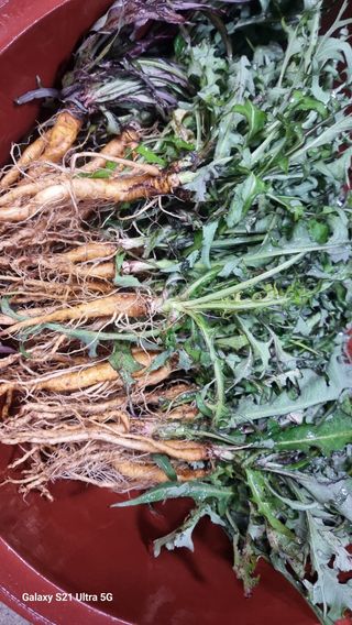 김금순자연산약초님의 고구마 · 자유게시판 작성글 사진