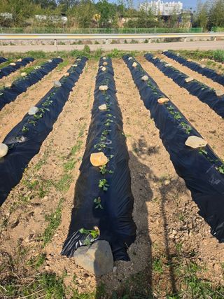 포항종미님의 고구마 · 영농일지 작성글 사진