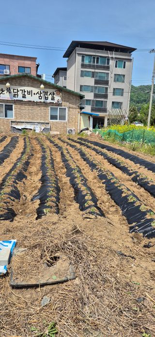 박산하님의 기타작물 · 영농일지 작성글 사진